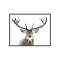 Picture of Deer Antler _GroupedProduct_Rectangle_Landscape_Photography _GroupedProduct_Rectangle_Landscape_Canvas_Framed_