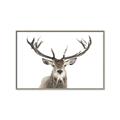Picture of Deer Antler _GroupedProduct_Rectangle_Landscape_Photography _GroupedProduct_Rectangle_Landscape_Canvas_Framed_
