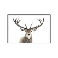 Picture of Deer Antler _GroupedProduct_Rectangle_Landscape_Photography _GroupedProduct_Rectangle_Landscape_Canvas_Framed_