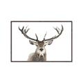 Picture of Deer Antler _GroupedProduct_Rectangle_Landscape_Photography _GroupedProduct_Rectangle_Landscape_Canvas_Framed_