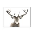 Picture of Deer Antler _GroupedProduct_Rectangle_Landscape_Photography _GroupedProduct_Rectangle_Landscape_Canvas_Framed_