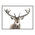 Picture of Deer Antler _GroupedProduct_Rectangle_Landscape_Photography _GroupedProduct_Rectangle_Landscape_Canvas_Framed_