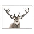Picture of Deer Antler _GroupedProduct_Rectangle_Landscape_Photography _GroupedProduct_Rectangle_Landscape_Canvas_Framed_