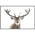 Picture of Deer Antler _GroupedProduct_Rectangle_Landscape_Photography _GroupedProduct_Rectangle_Landscape_Canvas_Framed_