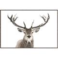 Picture of Deer Antler _GroupedProduct_Rectangle_Landscape_Photography _GroupedProduct_Rectangle_Landscape_Canvas_Framed_