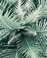 Picture of Green Ferns _GroupedProduct_Rectangle_Portrait_Photography _GroupedProduct_Rectangle_Portrait_Unframed_Print_Only_