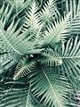 Picture of Green Ferns _GroupedProduct_Rectangle_Portrait_Photography _GroupedProduct_Rectangle_Portrait_Unframed_Print_Only_