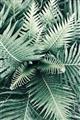 Picture of Green Ferns _GroupedProduct_Rectangle_Portrait_Photography _GroupedProduct_Rectangle_Portrait_Unframed_Print_Only_
