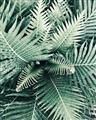 Picture of Green Ferns _GroupedProduct_Rectangle_Portrait_Photography _GroupedProduct_Rectangle_Portrait_Unframed_Print_Only_