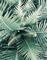 Picture of Green Ferns _GroupedProduct_Rectangle_Portrait_Photography _GroupedProduct_Rectangle_Portrait_Unframed_Print_Only_