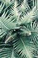 Picture of Green Ferns _GroupedProduct_Rectangle_Portrait_Photography _GroupedProduct_Rectangle_Portrait_Unframed_Print_Only_