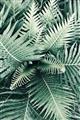 Picture of Green Ferns _GroupedProduct_Rectangle_Portrait_Photography _GroupedProduct_Rectangle_Portrait_Unframed_Print_Only_