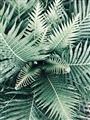 Picture of Green Ferns _GroupedProduct_Rectangle_Portrait_Photography _GroupedProduct_Rectangle_Portrait_Unframed_Print_Only_