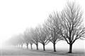 Picture of Lined Up Trees _GroupedProduct_Rectangle_Landscape_Photography _GroupedProduct_Rectangle_Landscape_Unframed_Print_Only_