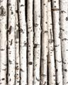 Picture of Birch Logs _GroupedProduct_Rectangle_Portrait_Photography _GroupedProduct_Rectangle_Portrait_Unframed_Print_Only_
