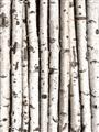 Picture of Birch Logs _GroupedProduct_Rectangle_Portrait_Photography _GroupedProduct_Rectangle_Portrait_Unframed_Print_Only_