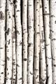 Picture of Birch Logs _GroupedProduct_Rectangle_Portrait_Photography _GroupedProduct_Rectangle_Portrait_Unframed_Print_Only_
