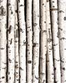 Picture of Birch Logs _GroupedProduct_Rectangle_Portrait_Photography _GroupedProduct_Rectangle_Portrait_Unframed_Print_Only_