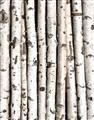 Picture of Birch Logs _GroupedProduct_Rectangle_Portrait_Photography _GroupedProduct_Rectangle_Portrait_Unframed_Print_Only_