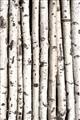 Picture of Birch Logs _GroupedProduct_Rectangle_Portrait_Photography _GroupedProduct_Rectangle_Portrait_Unframed_Print_Only_