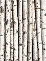 Picture of Birch Logs _GroupedProduct_Rectangle_Portrait_Photography _GroupedProduct_Rectangle_Portrait_Unframed_Print_Only_