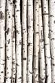 Picture of Birch Logs _GroupedProduct_Rectangle_Portrait_Photography _GroupedProduct_Rectangle_Portrait_Unframed_Print_Only_