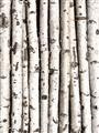 Picture of Birch Logs _GroupedProduct_Rectangle_Portrait_Photography _GroupedProduct_Rectangle_Portrait_Unframed_Print_Only_