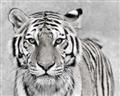 Picture of Big Tiger _GroupedProduct_Rectangle_Landscape_Photography _GroupedProduct_Rectangle_Landscape_Unframed_Print_Only_
