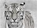 Picture of Big Tiger _GroupedProduct_Rectangle_Landscape_Photography _GroupedProduct_Rectangle_Landscape_Unframed_Print_Only_
