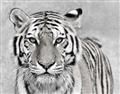 Picture of Big Tiger _GroupedProduct_Rectangle_Landscape_Photography _GroupedProduct_Rectangle_Landscape_Unframed_Print_Only_