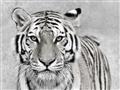 Picture of Big Tiger _GroupedProduct_Rectangle_Landscape_Photography _GroupedProduct_Rectangle_Landscape_Unframed_Print_Only_