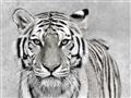 Picture of Big Tiger _GroupedProduct_Rectangle_Landscape_Photography _GroupedProduct_Rectangle_Landscape_Unframed_Print_Only_