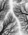 Picture of Web of Trees _GroupedProduct_Rectangle_Portrait_Photography _GroupedProduct_Rectangle_Portrait_Unframed_Print_Only_
