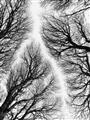 Picture of Web of Trees _GroupedProduct_Rectangle_Portrait_Photography _GroupedProduct_Rectangle_Portrait_Unframed_Print_Only_