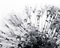 Picture of Dandilion bliss _GroupedProduct_Rectangle_Landscape_Photography _GroupedProduct_Rectangle_Landscape_Unframed_Print_Only_