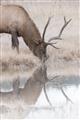 Picture of Elk in the Wild _GroupedProduct_Rectangle_Portrait_Photography _GroupedProduct_Rectangle_Portrait_Unframed_Print_Only_
