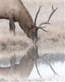 Picture of Elk in the Wild _GroupedProduct_Rectangle_Portrait_Photography _GroupedProduct_Rectangle_Portrait_Unframed_Print_Only_