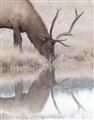 Picture of Elk in the Wild _GroupedProduct_Rectangle_Portrait_Photography _GroupedProduct_Rectangle_Portrait_Unframed_Print_Only_
