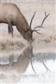 Picture of Elk in the Wild _GroupedProduct_Rectangle_Portrait_Photography _GroupedProduct_Rectangle_Portrait_Unframed_Print_Only_