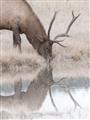 Picture of Elk in the Wild _GroupedProduct_Rectangle_Portrait_Photography _GroupedProduct_Rectangle_Portrait_Unframed_Print_Only_