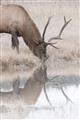 Picture of Elk in the Wild _GroupedProduct_Rectangle_Portrait_Photography _GroupedProduct_Rectangle_Portrait_Unframed_Print_Only_