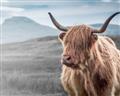 Picture of Furry highland cow _GroupedProduct_Rectangle_Landscape_Photography _GroupedProduct_Rectangle_Landscape_Unframed_Print_Only_