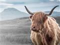 Picture of Furry highland cow _GroupedProduct_Rectangle_Landscape_Photography _GroupedProduct_Rectangle_Landscape_Unframed_Print_Only_