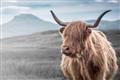 Picture of Furry highland cow _GroupedProduct_Rectangle_Landscape_Photography _GroupedProduct_Rectangle_Landscape_Unframed_Print_Only_