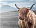 Picture of Furry highland cow _GroupedProduct_Rectangle_Landscape_Photography _GroupedProduct_Rectangle_Landscape_Unframed_Print_Only_