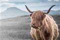 Picture of Furry highland cow _GroupedProduct_Rectangle_Landscape_Photography _GroupedProduct_Rectangle_Landscape_Unframed_Print_Only_