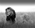 Picture of The Lion King _GroupedProduct_Rectangle_Landscape_Photography _GroupedProduct_Rectangle_Landscape_Unframed_Print_Only_