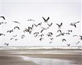 Picture of Seagulls flying on a rainy day _GroupedProduct_Rectangle_Landscape_Photography _GroupedProduct_Rectangle_Landscape_Unframed_Print_Only_
