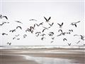 Picture of Seagulls flying on a rainy day _GroupedProduct_Rectangle_Landscape_Photography _GroupedProduct_Rectangle_Landscape_Unframed_Print_Only_