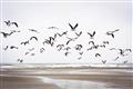 Picture of Seagulls flying on a rainy day _GroupedProduct_Rectangle_Landscape_Photography _GroupedProduct_Rectangle_Landscape_Unframed_Print_Only_
